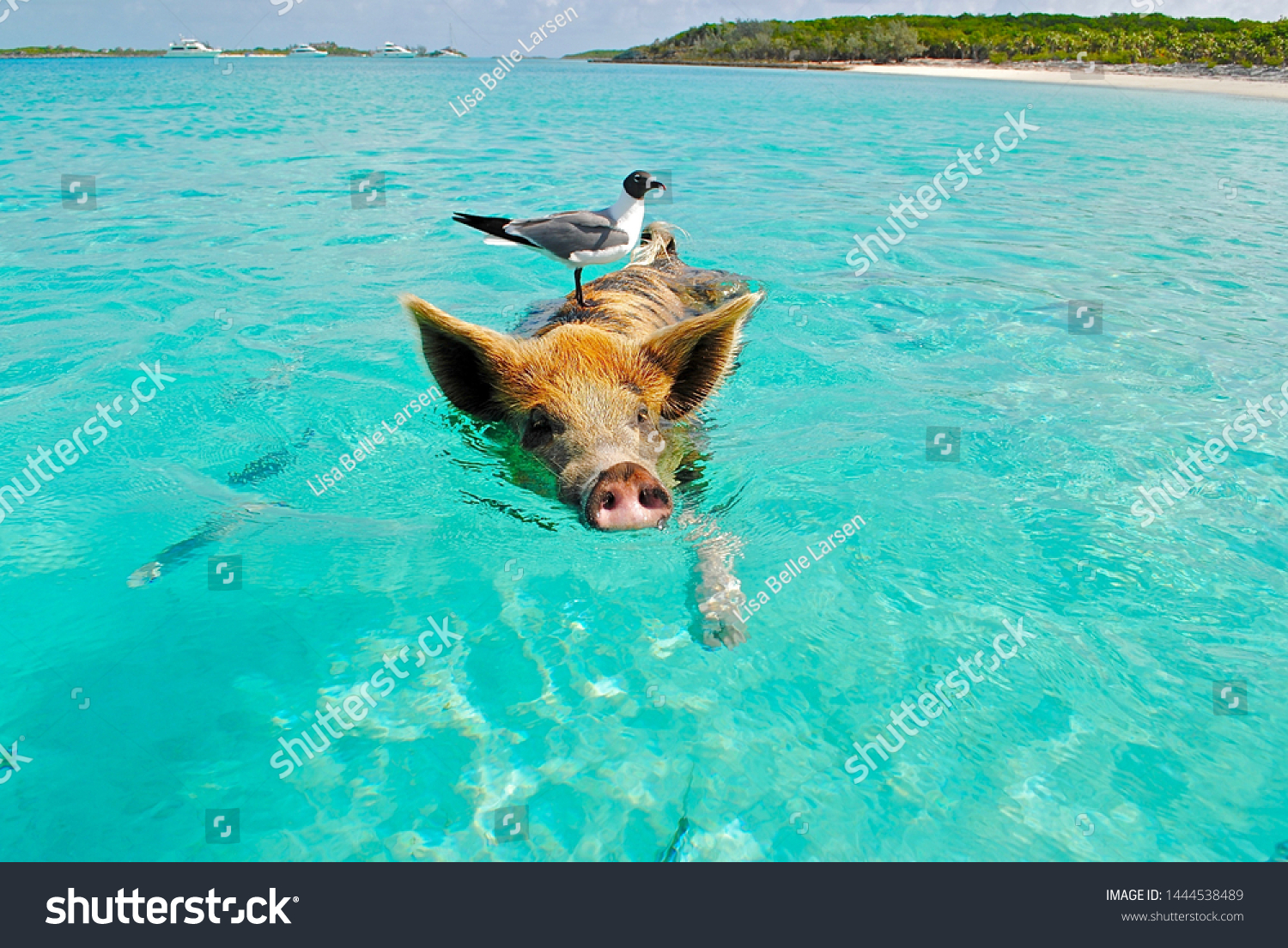 バハマの海でカモメを背にして泳ぐ豚 の写真素材 今すぐ編集