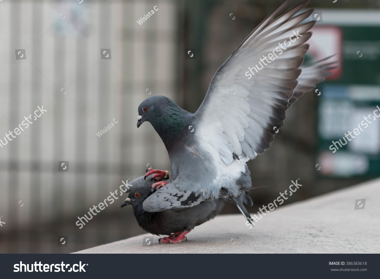 Pigeons Are Making Love Stock Photo 386383618 : Shutterstock