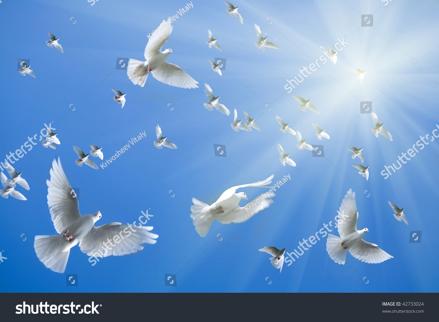 Pigeons In The Sky Stock Photo 42733024 : Shutterstock