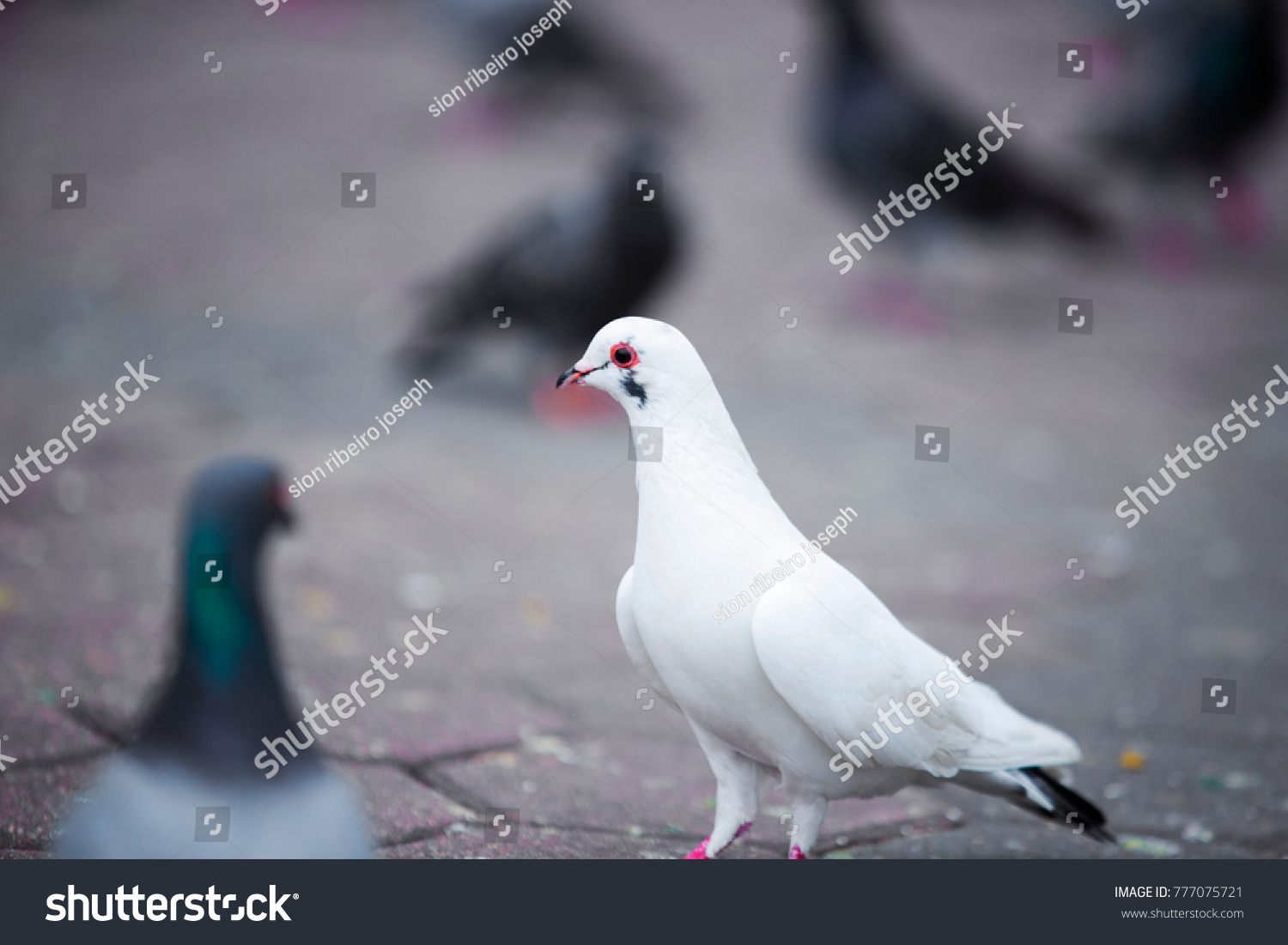 Malay pigeon in PIGEON HOLE