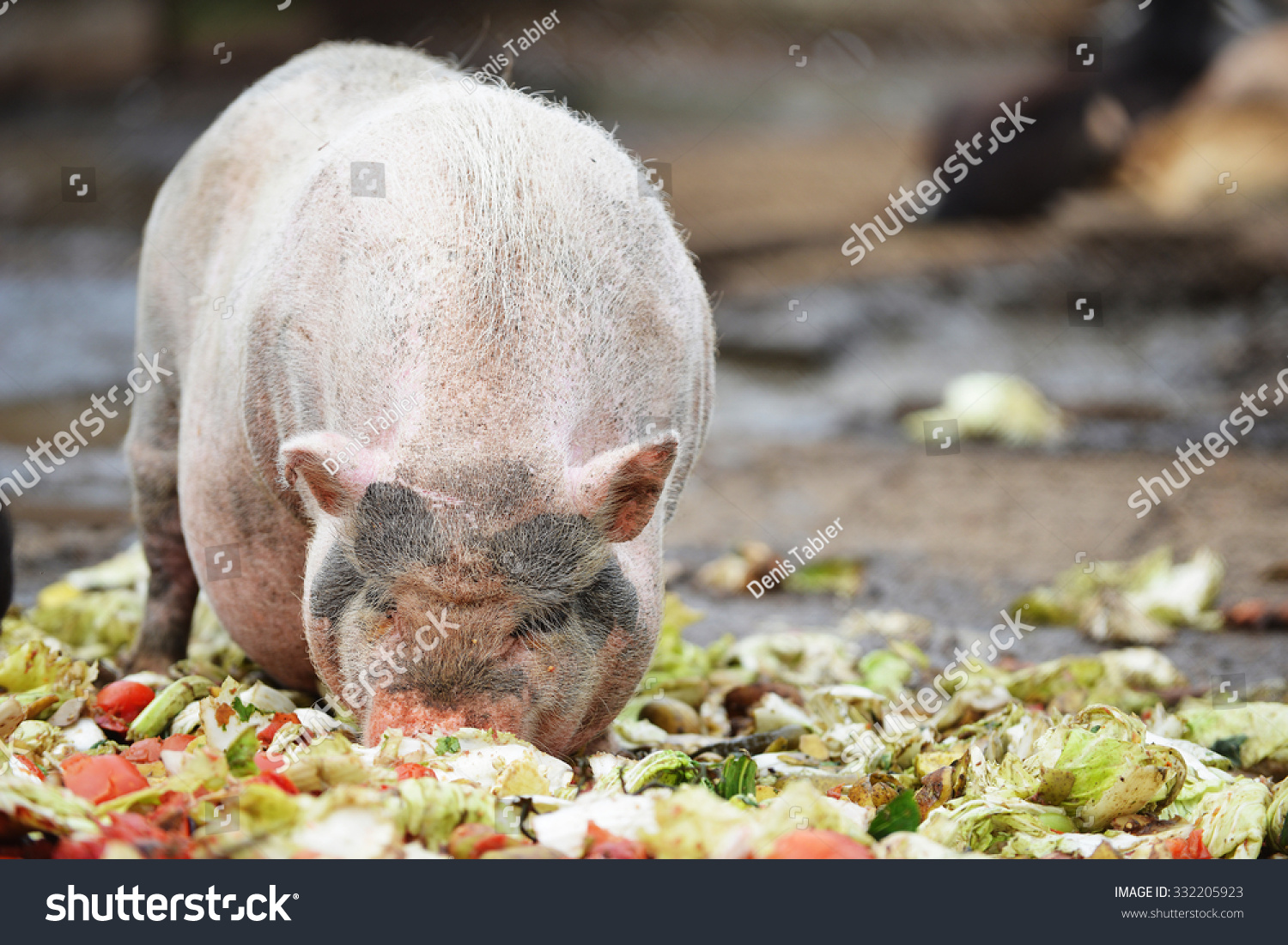 Pigs Eating From Feeding Trough In Zoo Stock Photo 332205923 Shutterstock