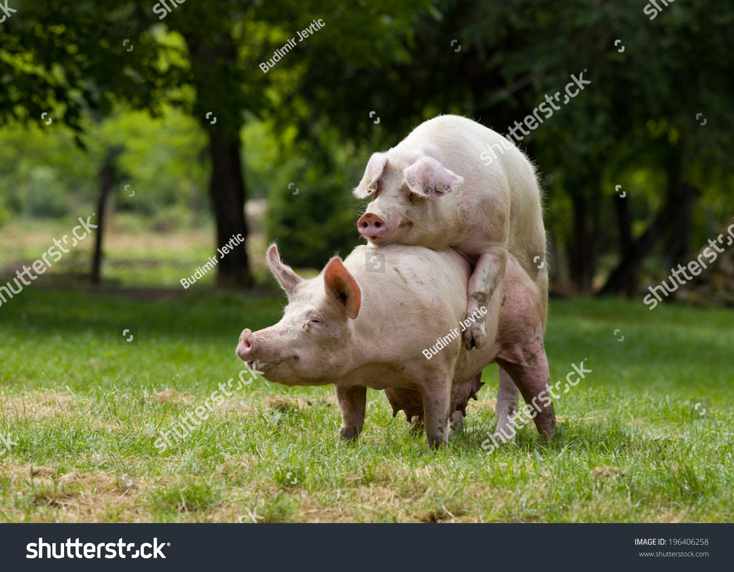 Pigs Mating On Farm Trees Background Stock Photo 196406258 ... Pigs Mating On Farm Trees Background Stock Photo 196406258 ...