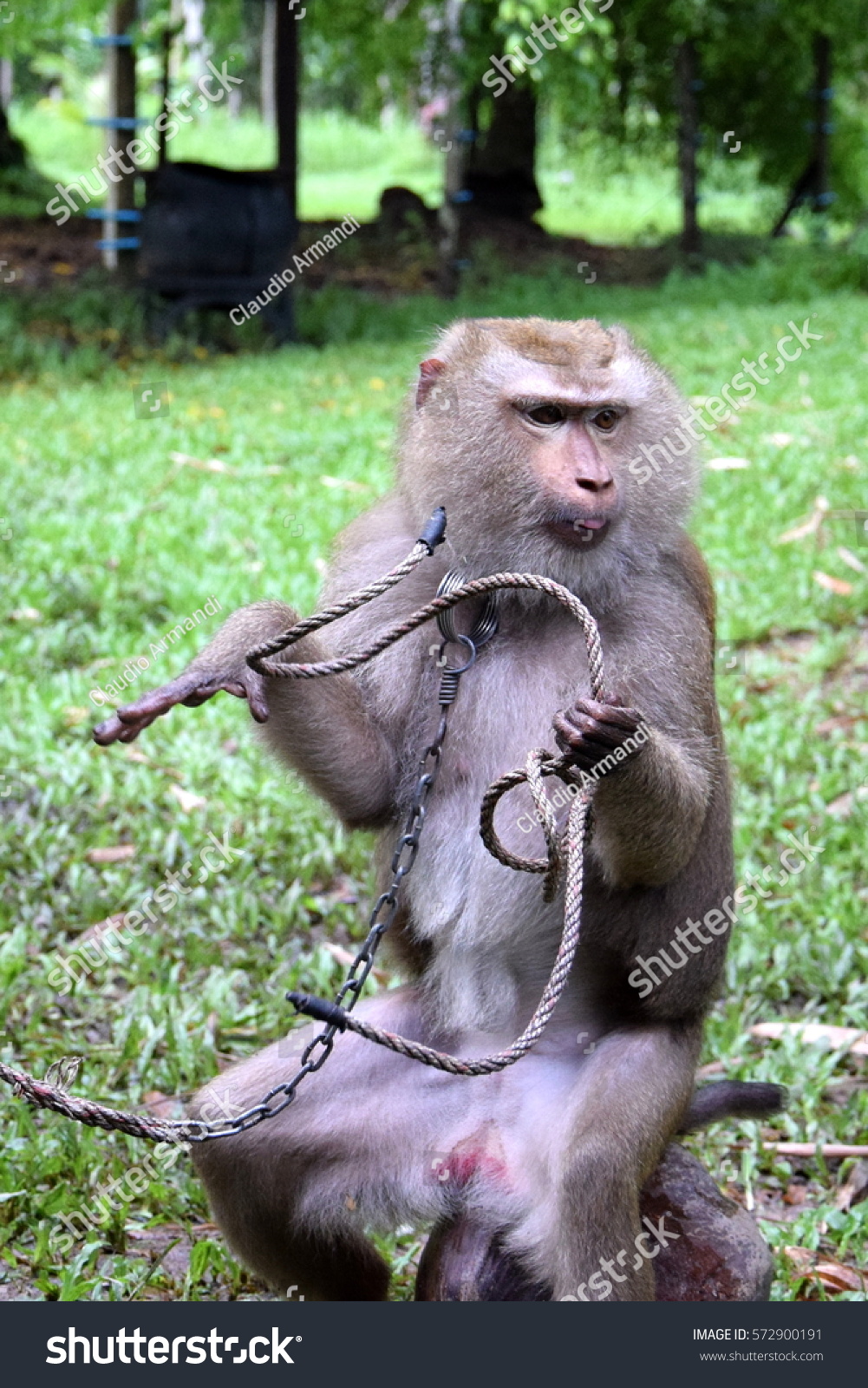 stock-photo-pigtail-macaque-monkey-train