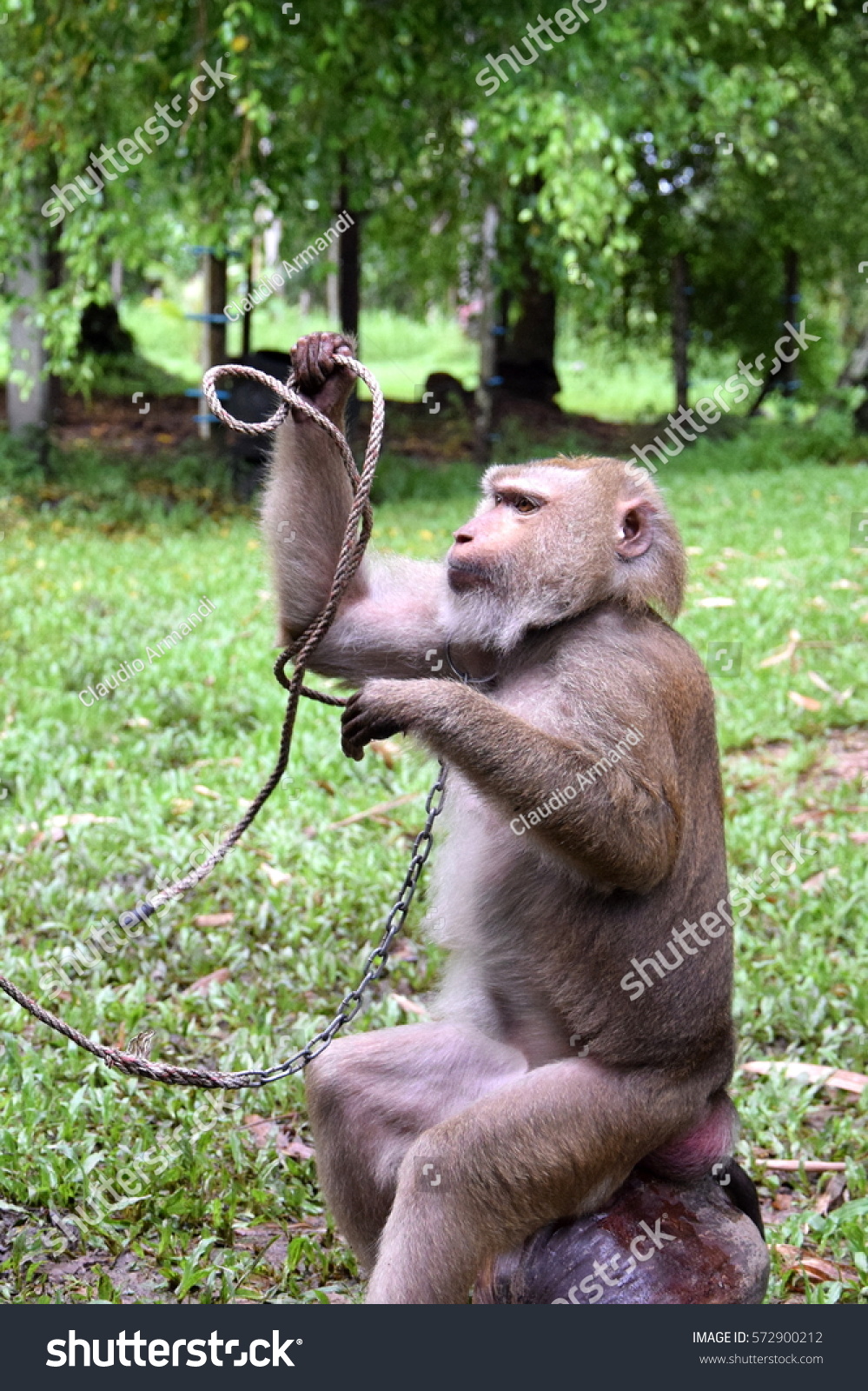 stock-photo-pigtail-macaque-monkey-train