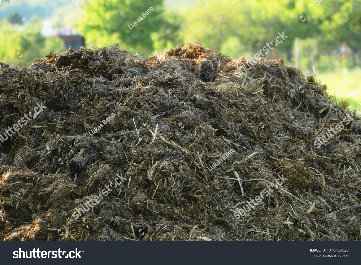 Pile Raw Cow Manure On Farmyard Stock Photo Edit Now 1378425620