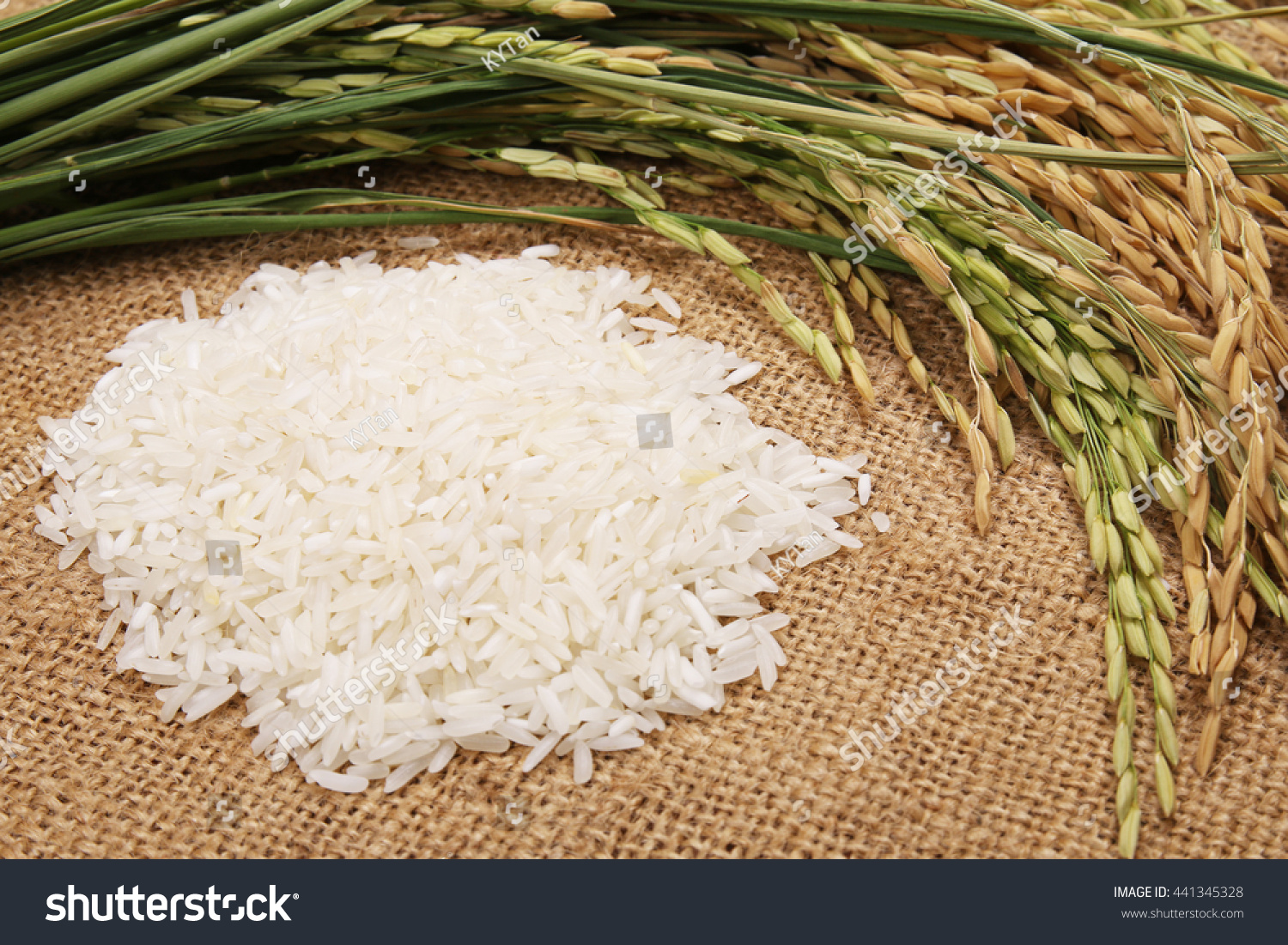 Pile Uncooked Rice Rice Stalks On Stock Photo 441345328 