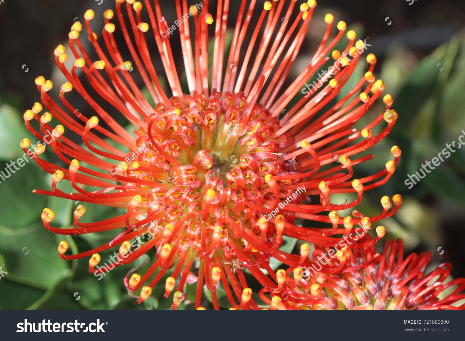 Pincushion Protea Flower Stock Photo 721880890 | Shutterstock