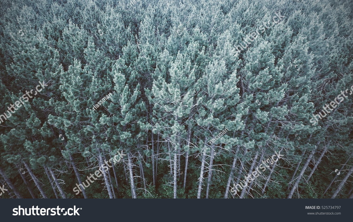 Pine Stock Photo 525734797 : Shutterstock