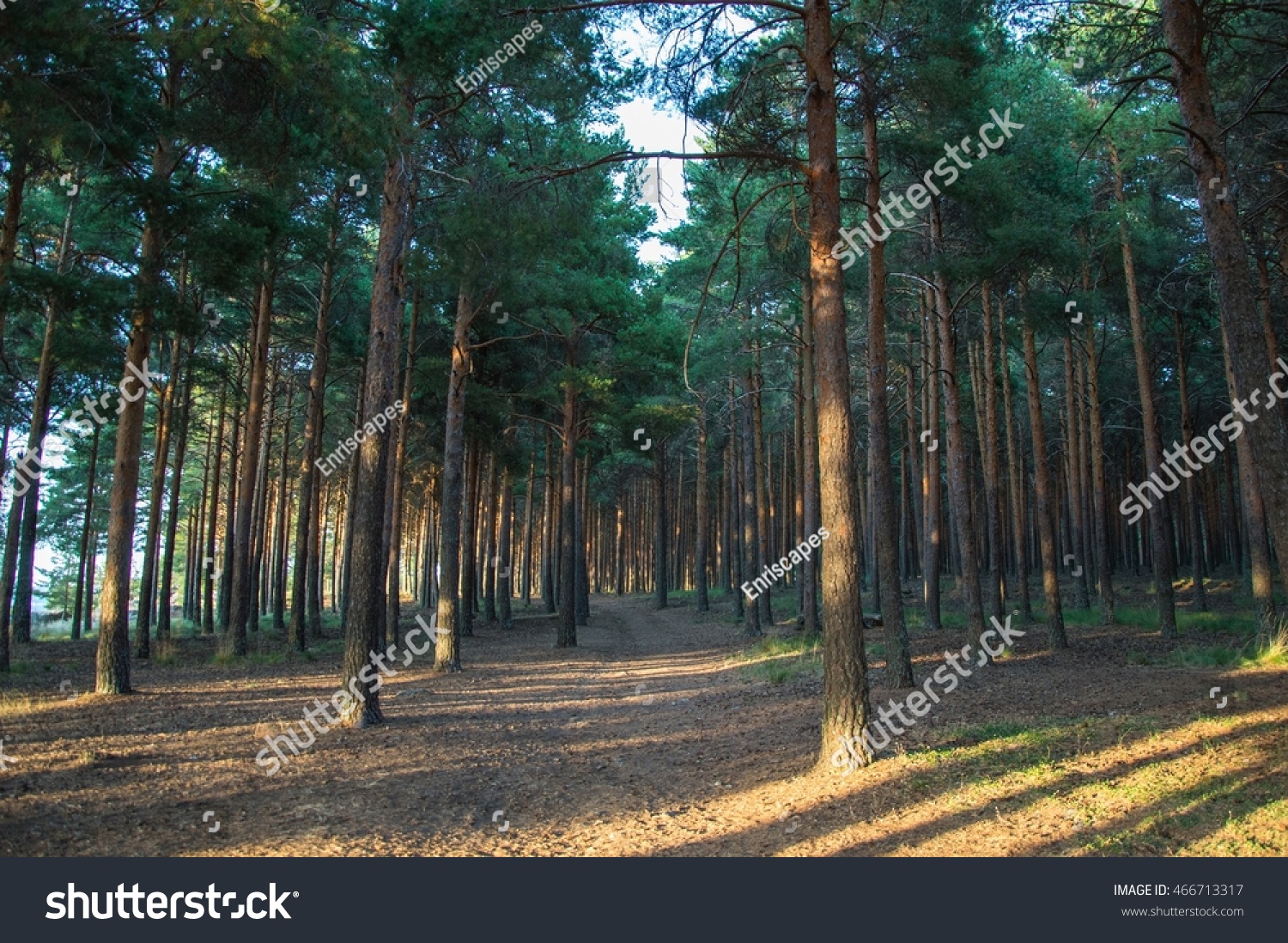 Pine Forest Sunset Stock Photo 466713317 - Shutterstock