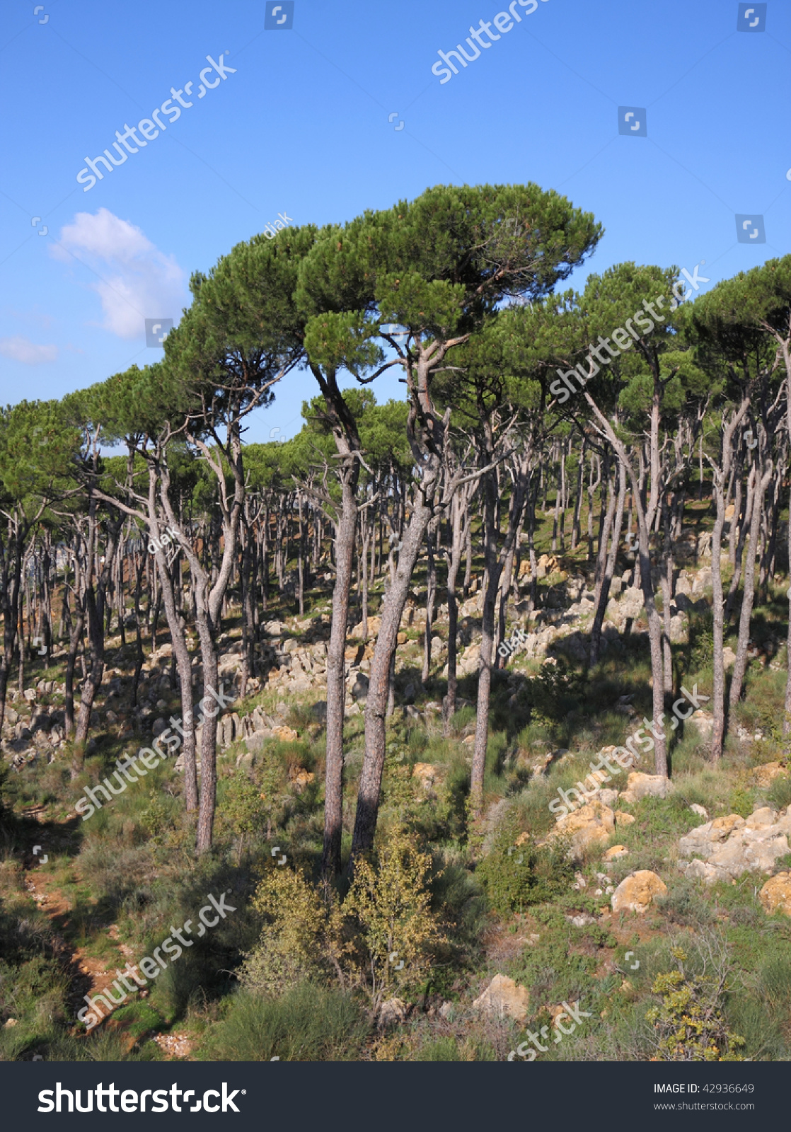 Pine Forest (Lebanon) Stock Photo 42936649 : Shutterstock