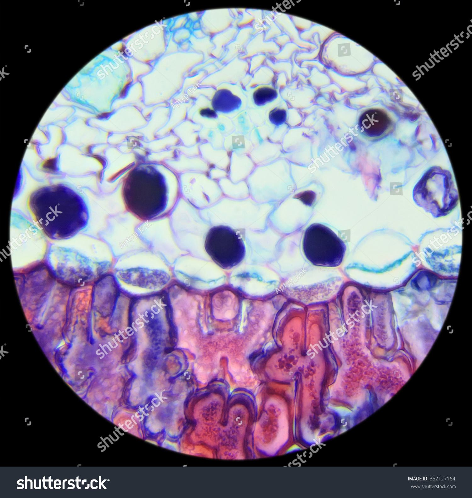 Pine Needle Crosssection Under Microscope Background Stock Photo ...