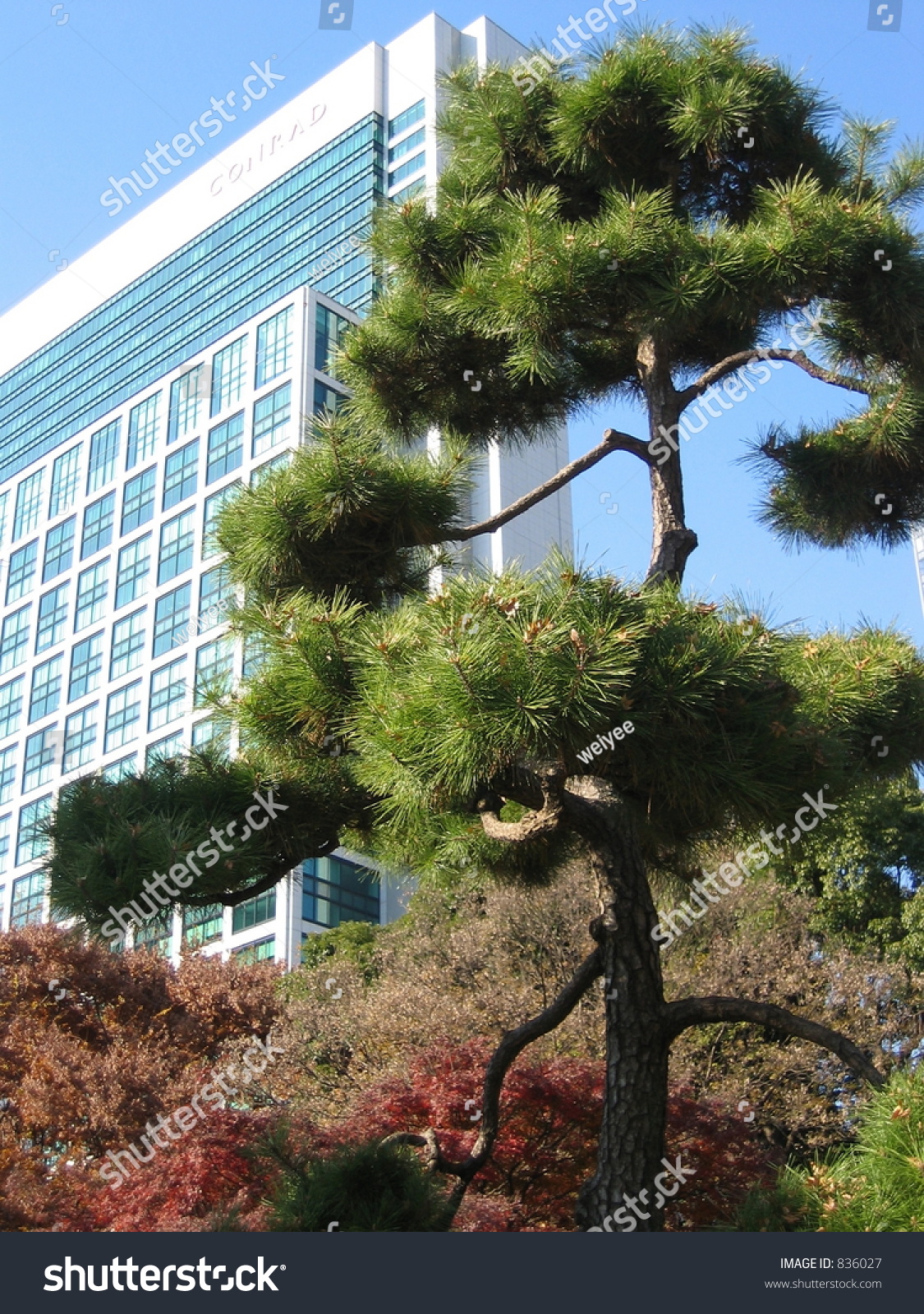 Pine Tree Hamarikyu Gardens Tokyo Stock Photo Edit Now 836027