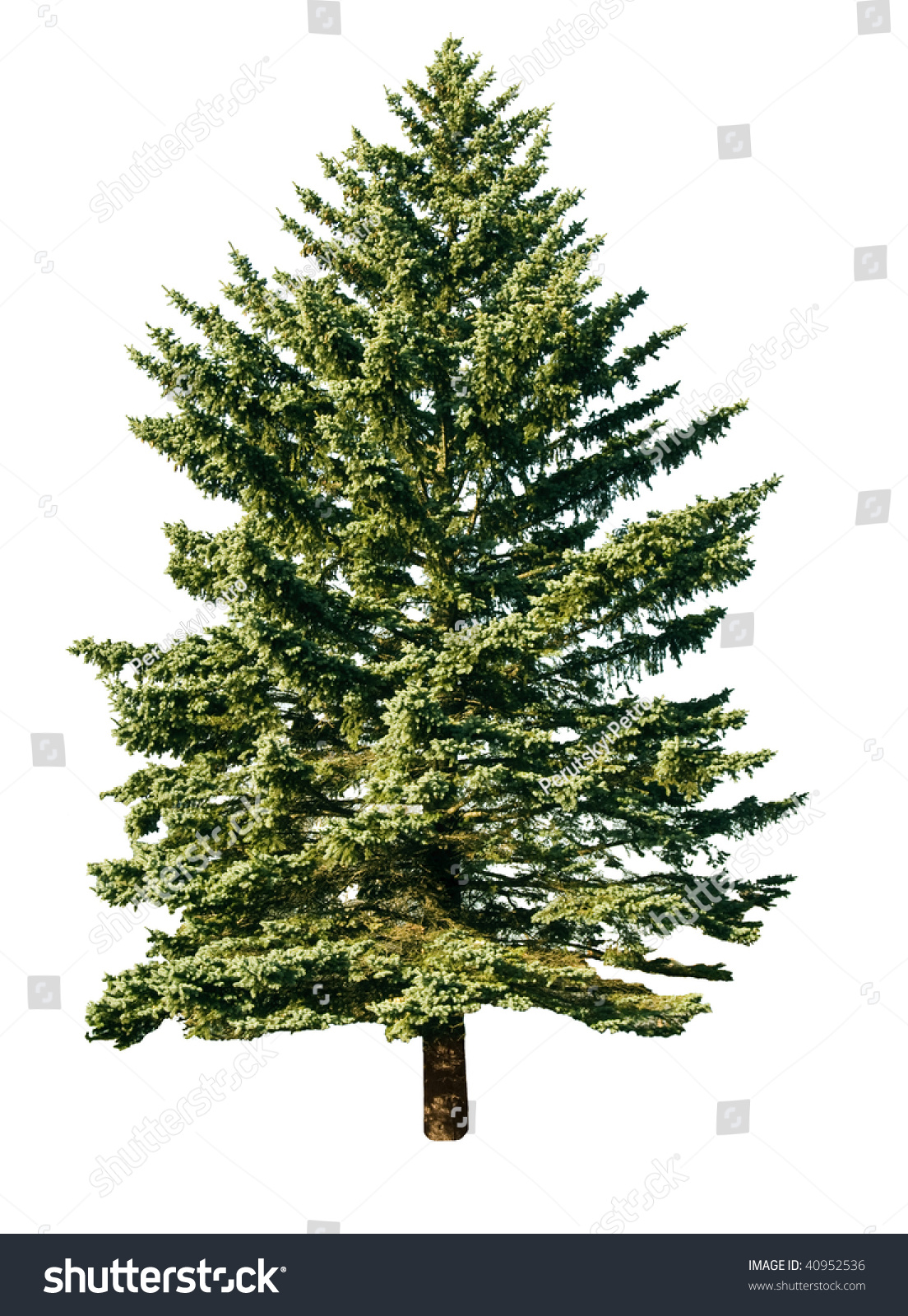 Pine Tree Isolated On White Background Stock Photo 40952536 - Shutterstock