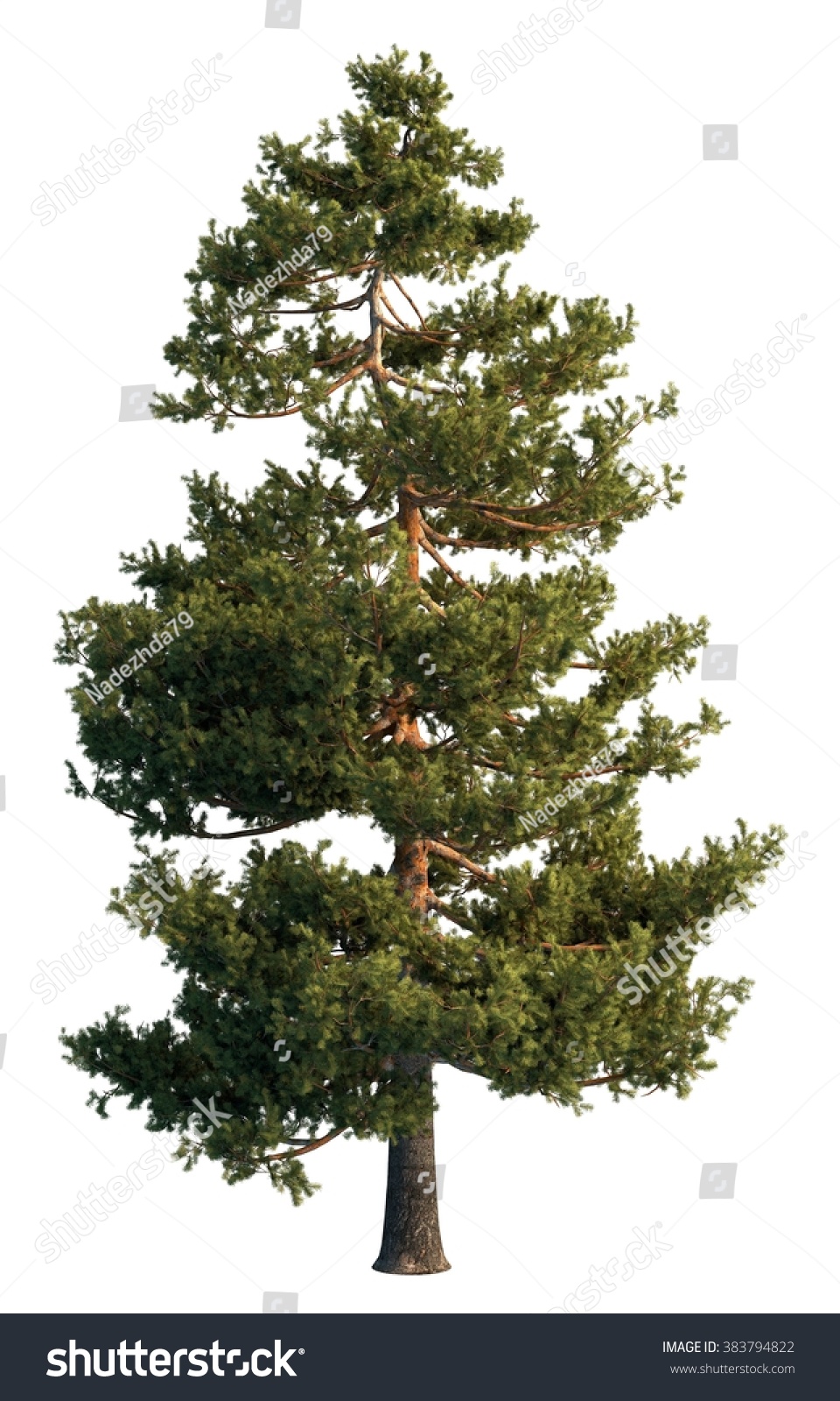 Pine Tree Isolated On White Stock Illustration 383794822 - Shutterstock