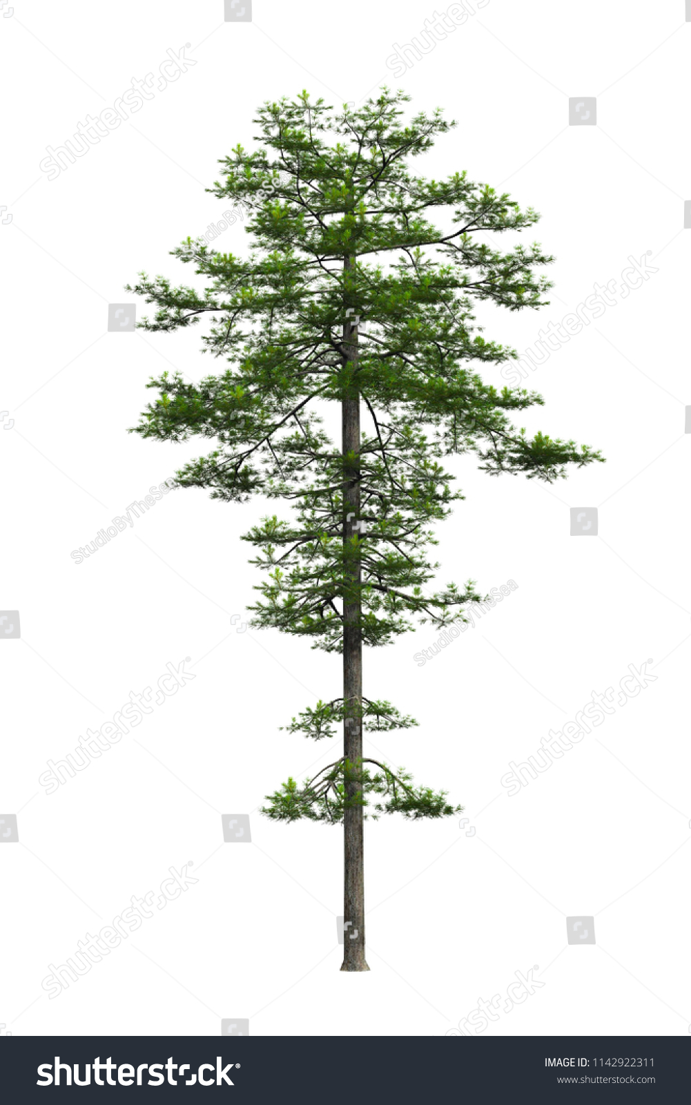 Pine Tree Isolated On White Background Stock Photo 1142922311 ...