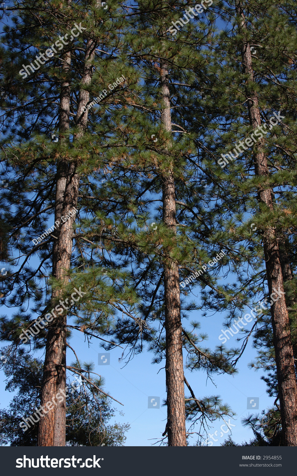 Pine Trees Stock Photo (Edit Now) 2954855 - Shutterstock