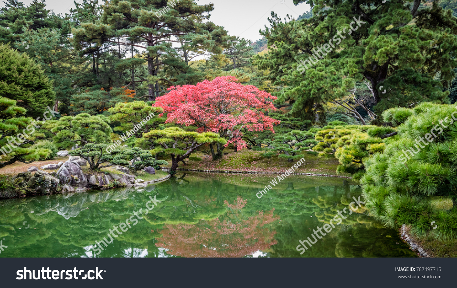 Pine Trees Bright Red Maple Leaves Stock Photo Edit Now 787497715