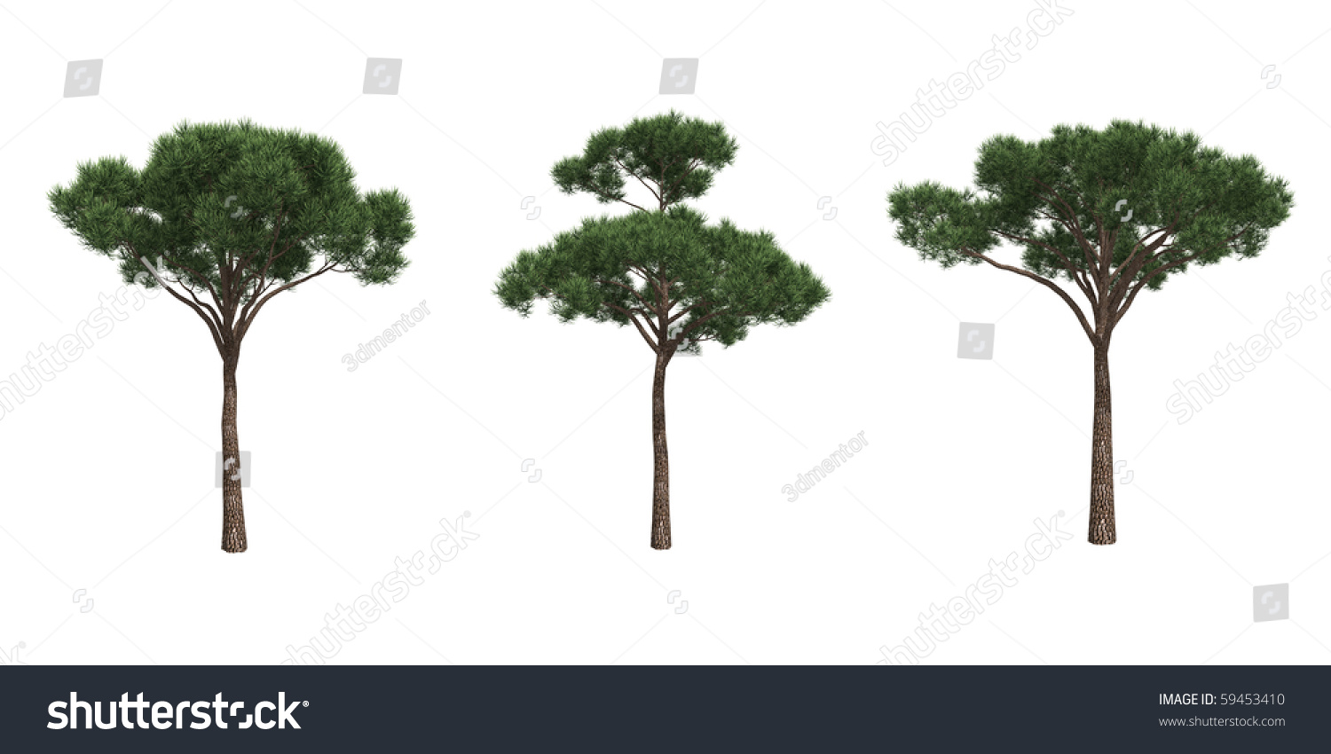 Pine Trees Isolated On White Stock Photo 59453410 : Shutterstock