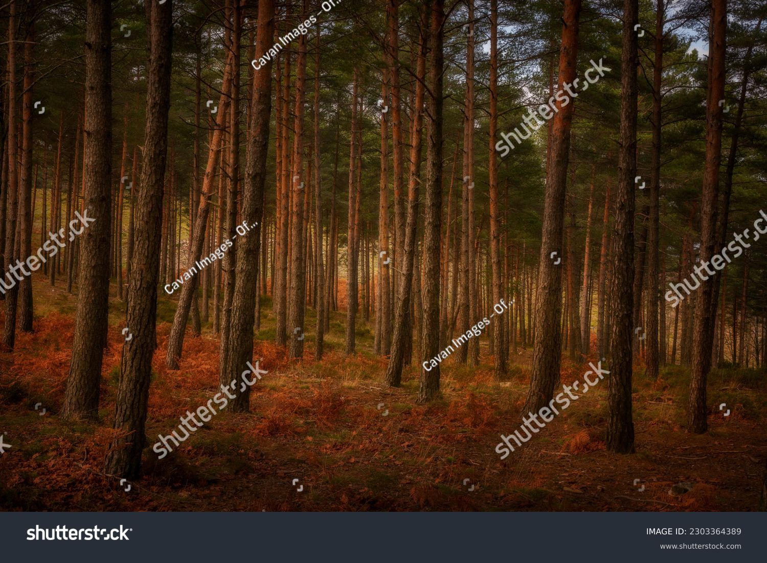 Royalty Free Stock Images For Creative Projects | Shutterstock