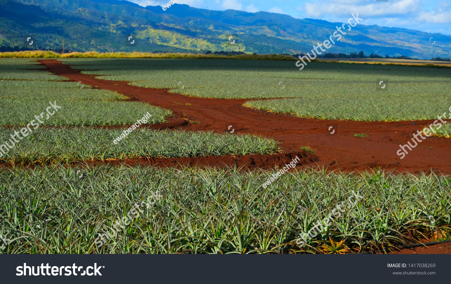 Pineapple Field Central Oahu Hawaii Rows Stock Photo 1417038269 Shutterstock