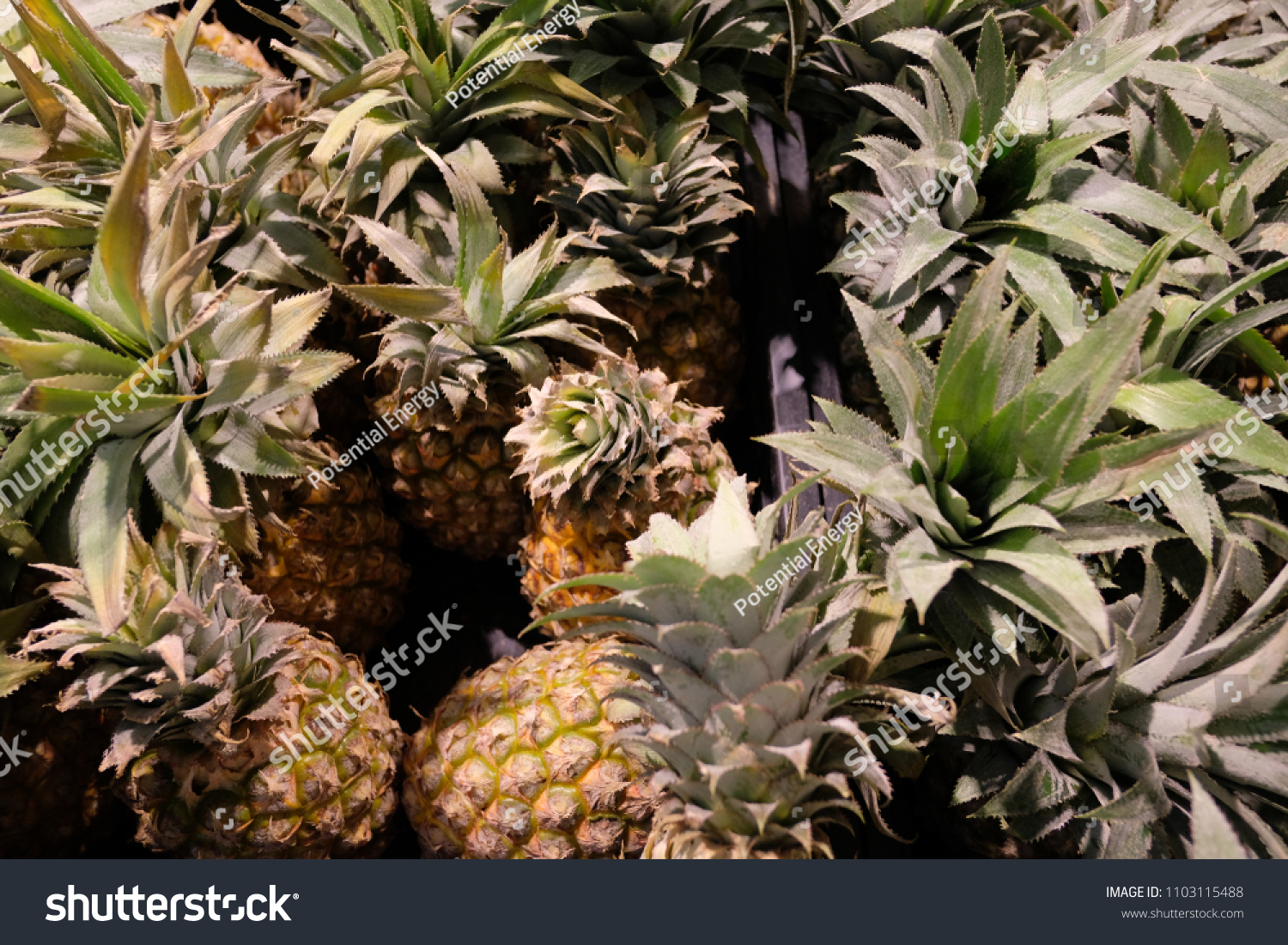 Pineapple Tropical Plant Edible Multiple Fruit Stock Photo Edit Now 1103115488