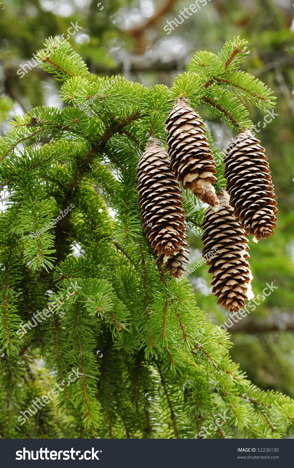 Pinecones Norway Spruce Stock Photo Edit Now