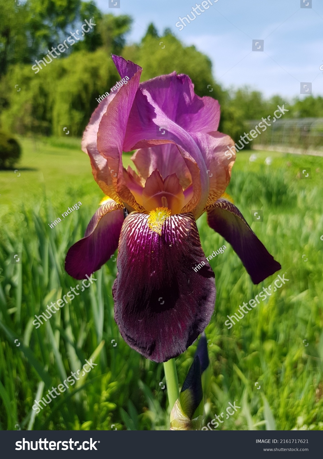 2,058 Burgundy iris Images, Stock Photos & Vectors | Shutterstock