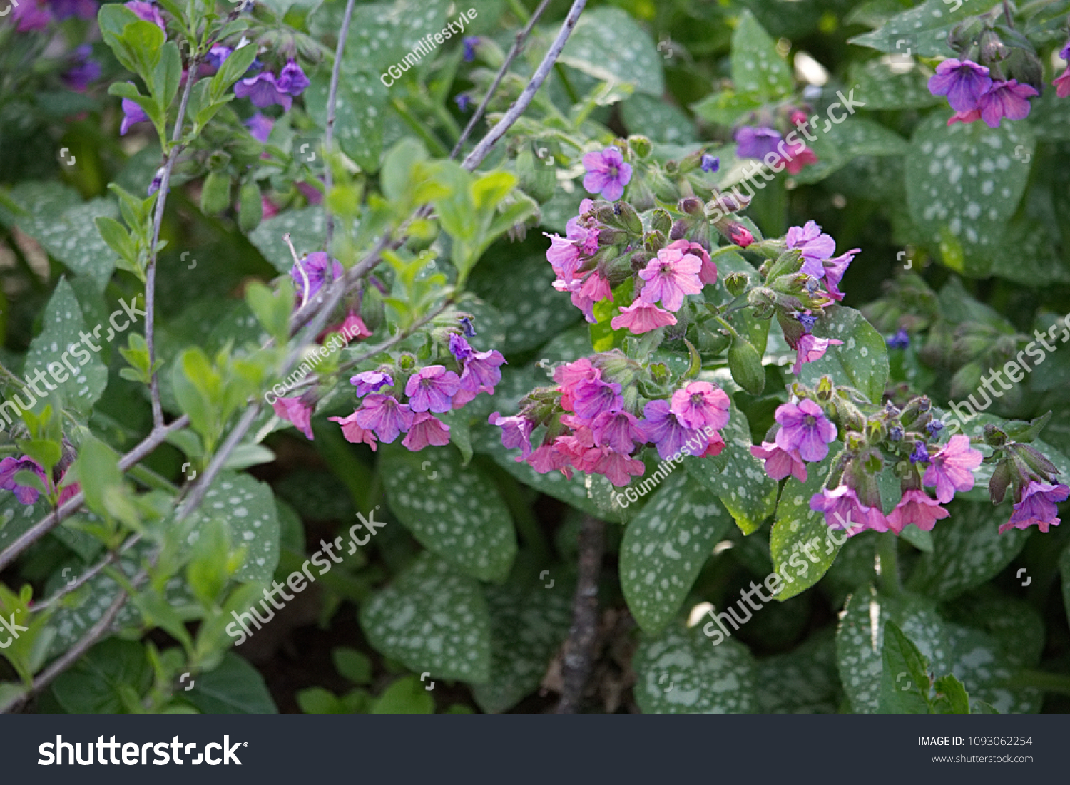 Pink Purple Flowers Green Leaves White Stock Photo Edit Now 1093062254
