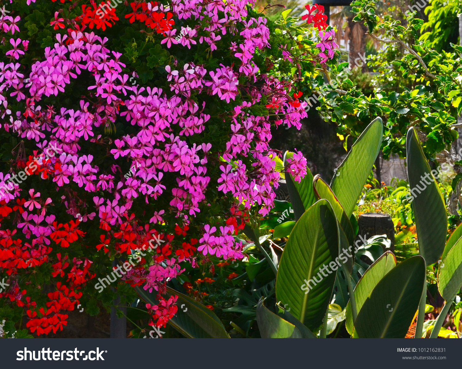 60 Geranium Lierre Images, Stock Photos & Vectors | Shutterstock