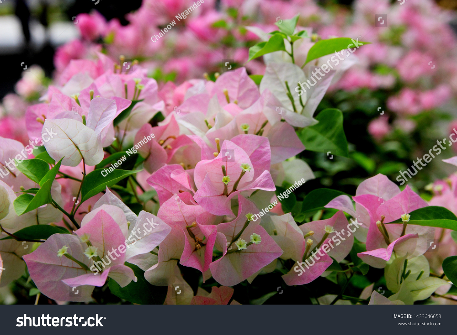 Pink White Bougainvillea Flowers Stock Photo 1433646653 | Shutterstock