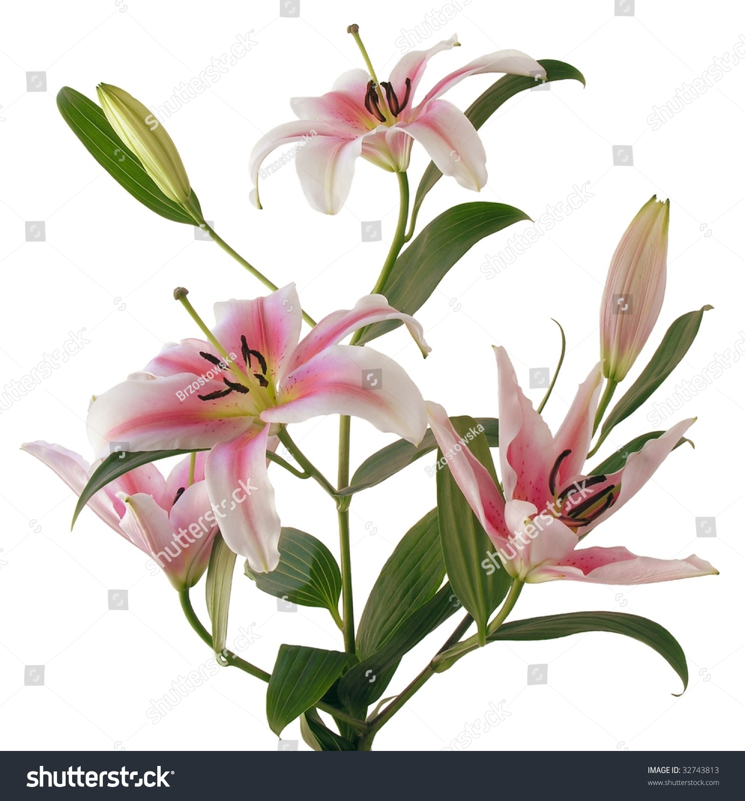 Pink White Lily Flower Stock Photo 32743813 - Shutterstock