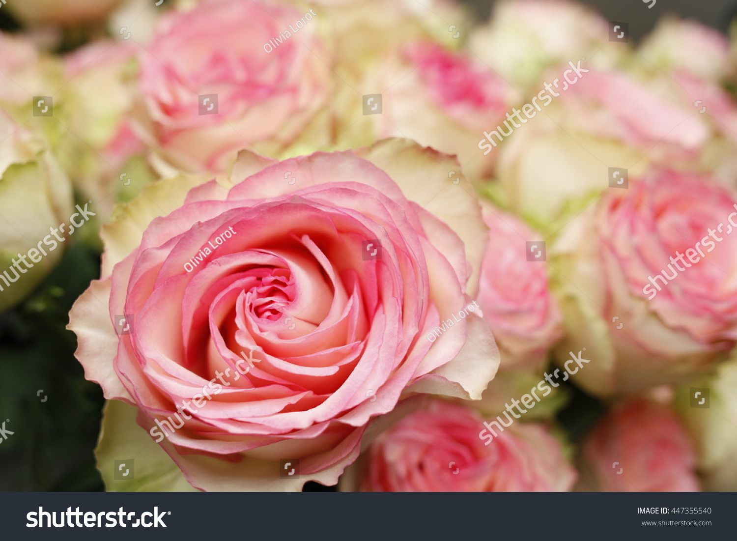 Pink White Rose Bouquet Wallpaper Stock Photo Edit Now 447355540 Pink White Rose Bouquet Wallpaper Stock Photo Edit Now 447355540