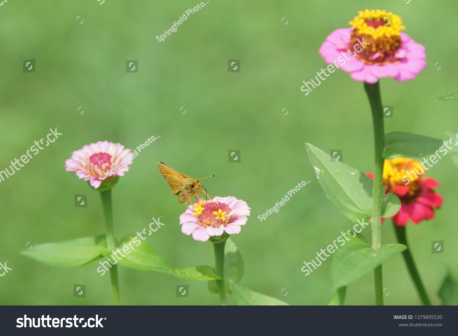 Pink Yellow Flower Blossoms Butterfly Spring Stock Photo Edit Now
