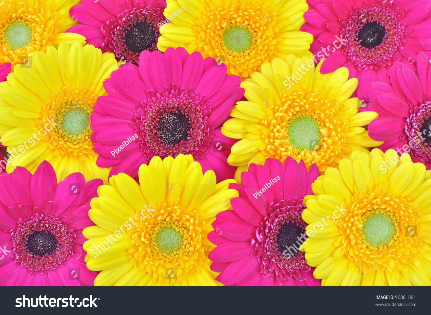 Pink Yellow Flowers Background Stock Photo 96881881 ...
