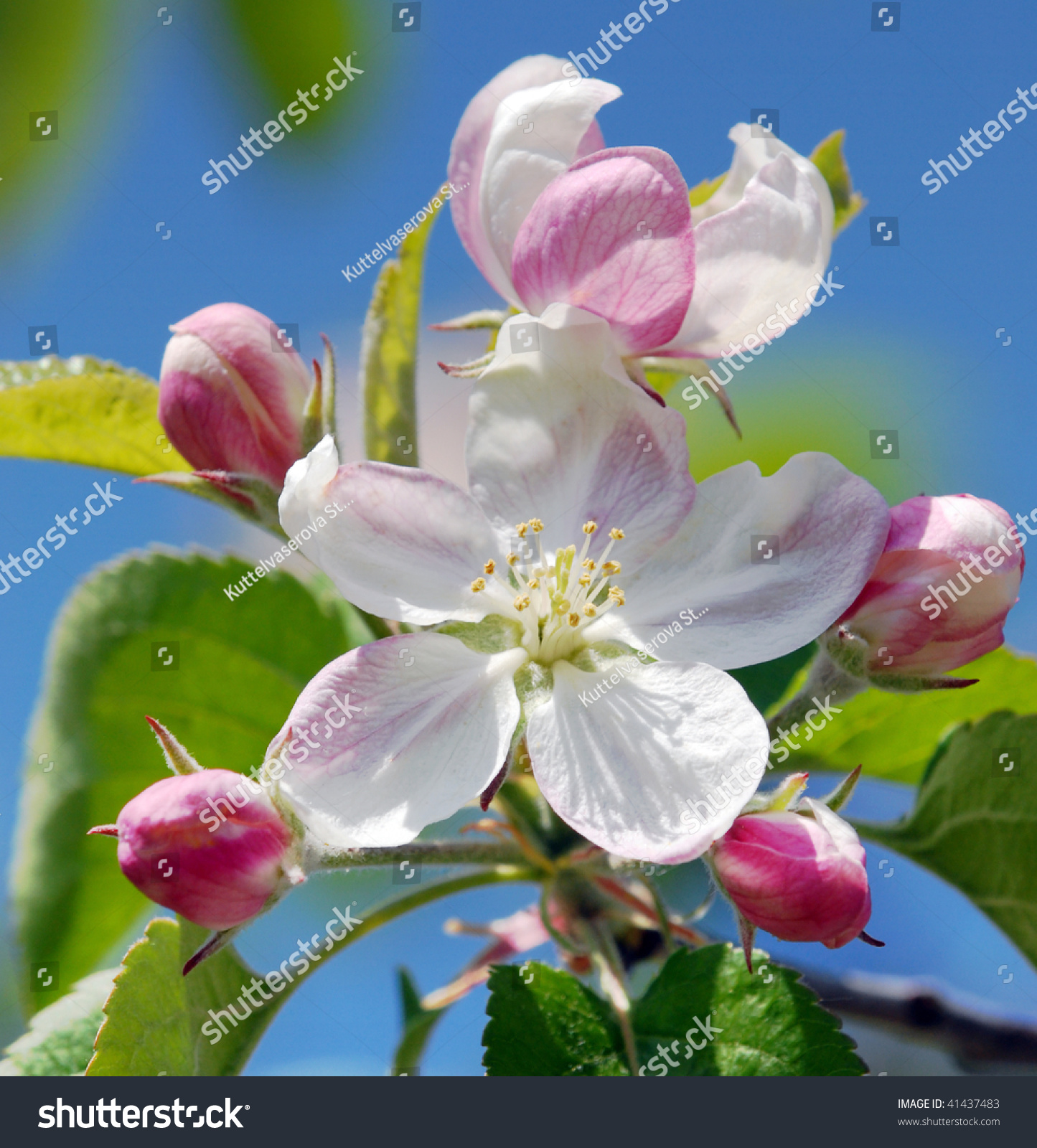 Pink Apple Flowers Stock Photo 41437483 : Shutterstock