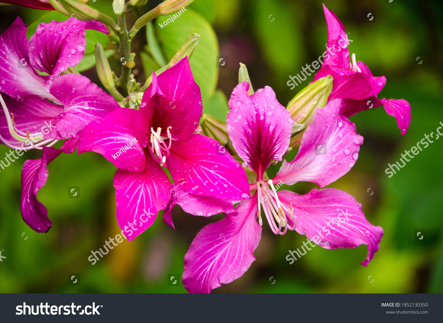 3 098 洋紫荆图片 库存照片和矢量图 Shutterstock