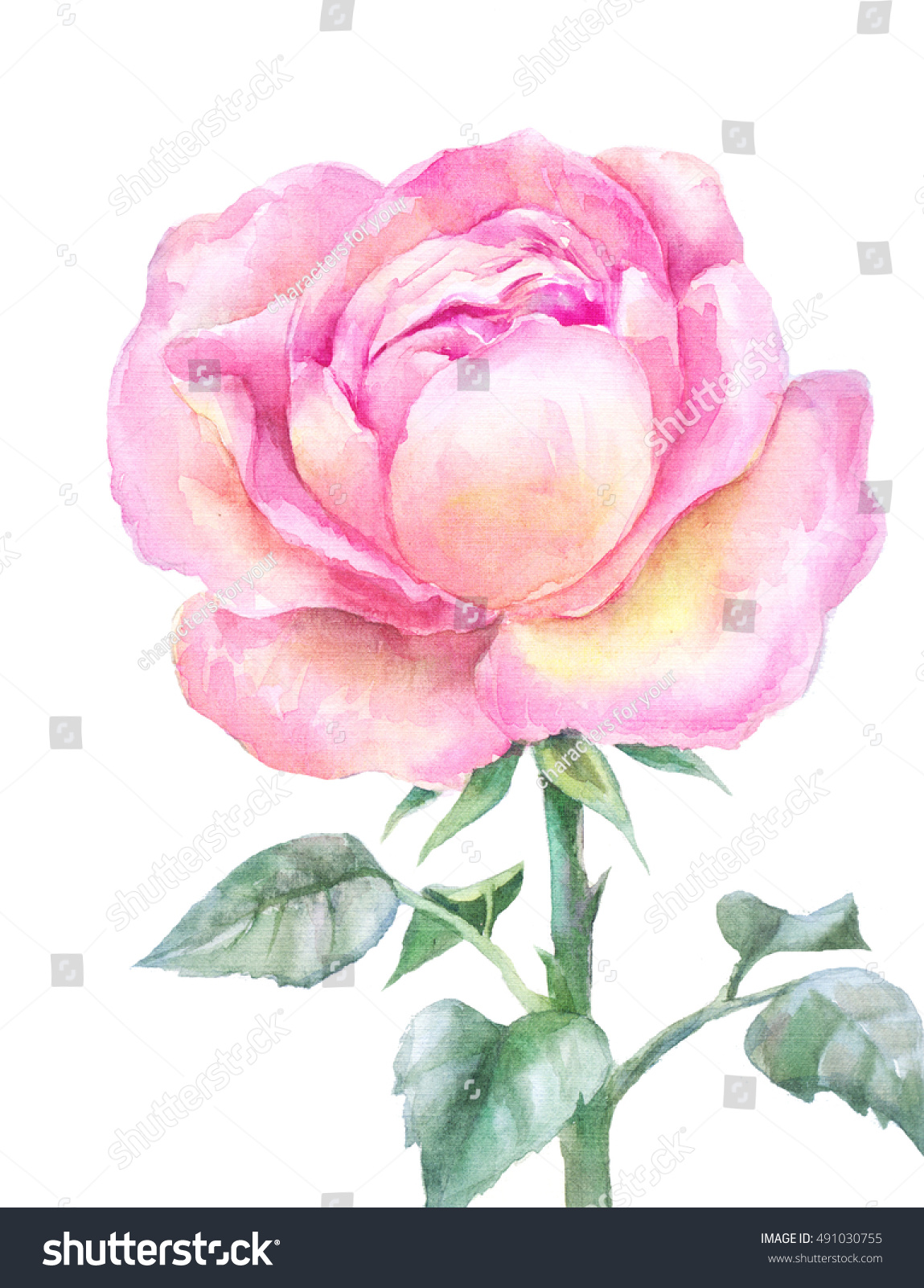 Pink Blooming Rose Watercolor Isolated On Stock Illustration 491030755 ...