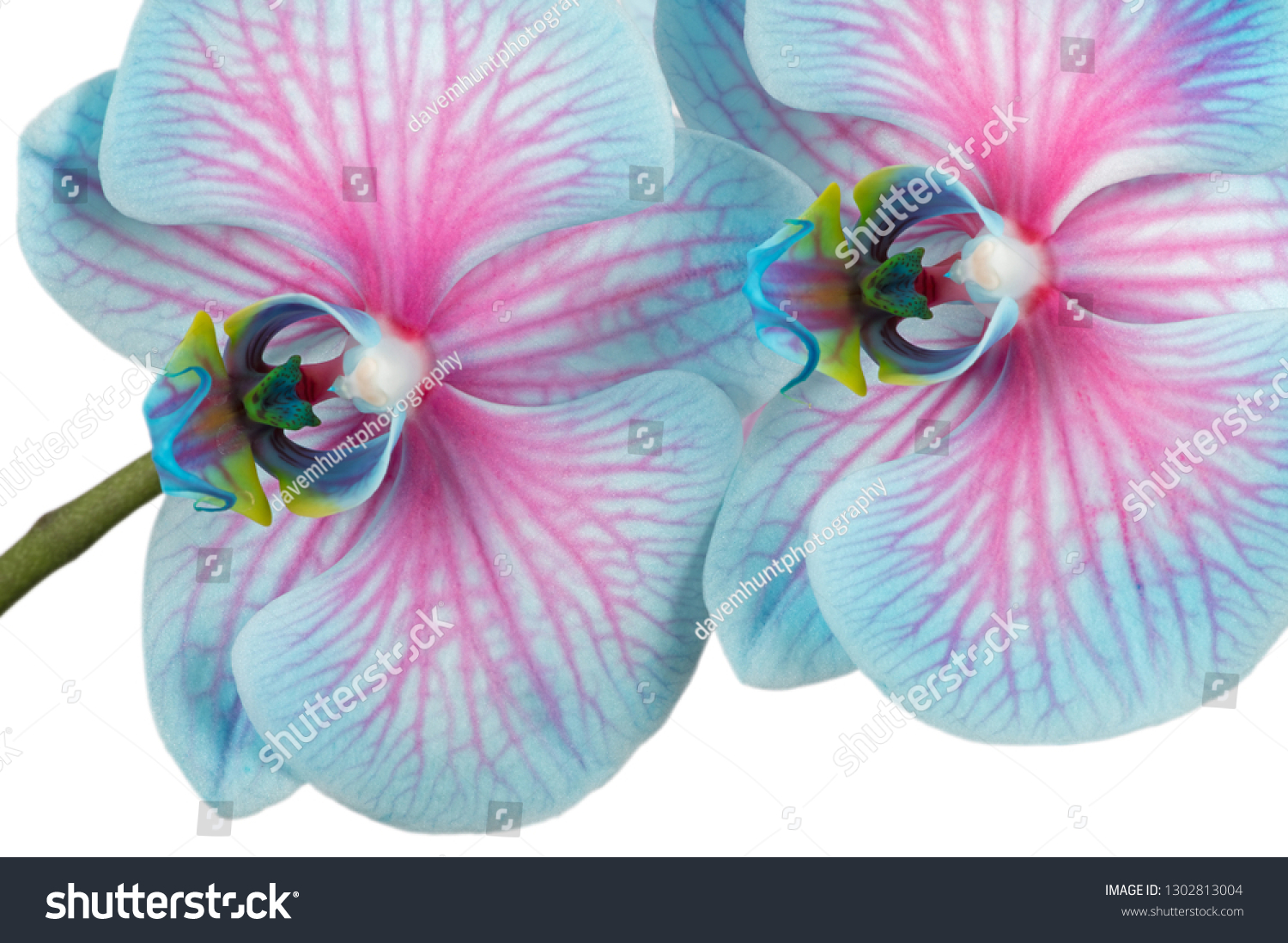Pink Blue Phalaenopsis Orchid Nature Stock Image 1302813004
