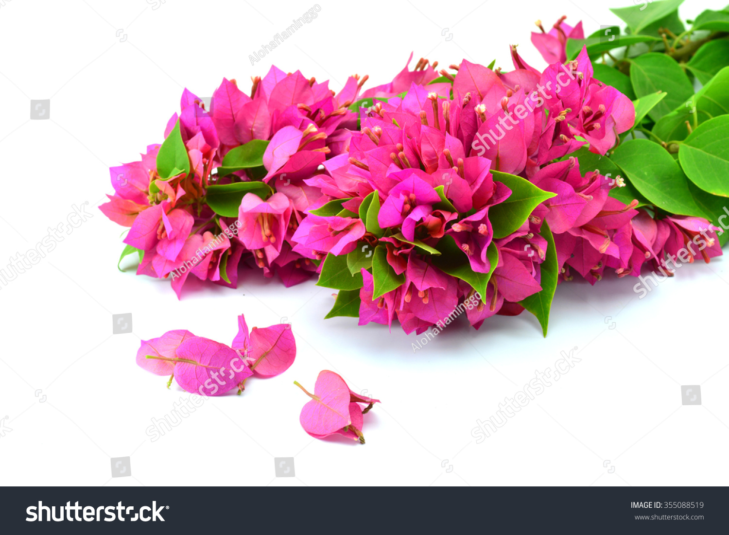 Pink Bougainvilleas On White Background Isolated Stock Photo 355088519 ...