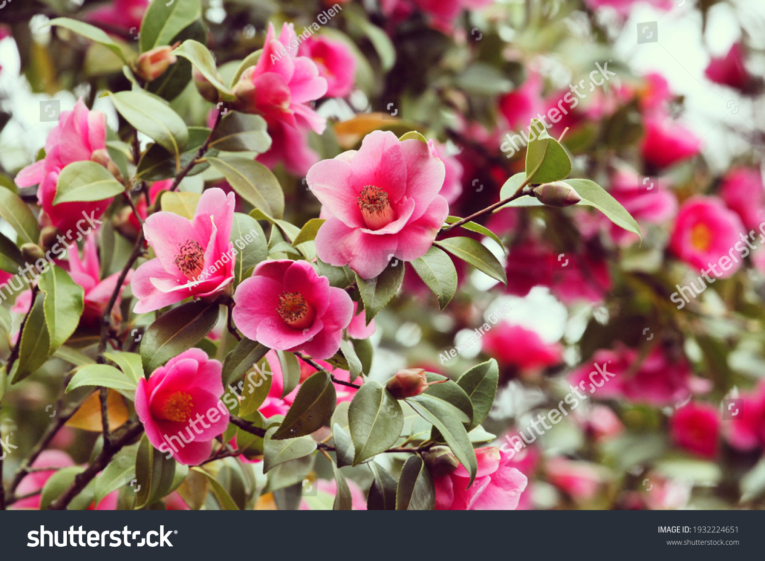 26 Camellia X Williamsii Mary Christian Images, Stock Photos & Vectors 