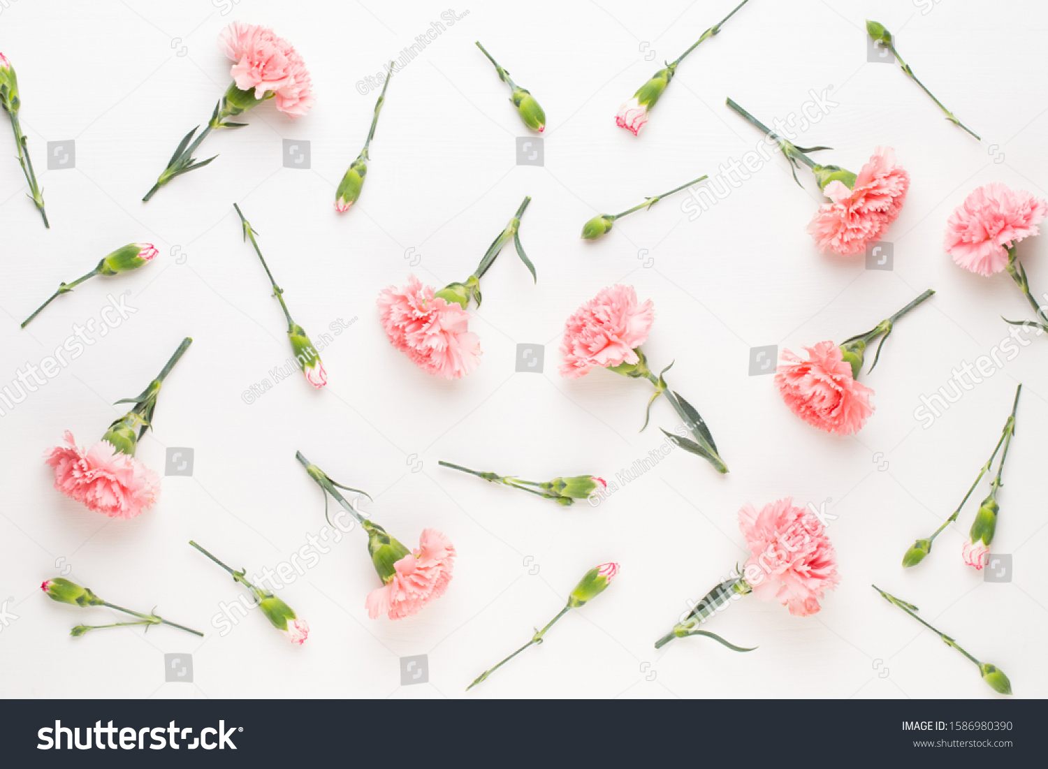 Pink Carnation Flowers On White Background Stock Photo 1586980390 ...