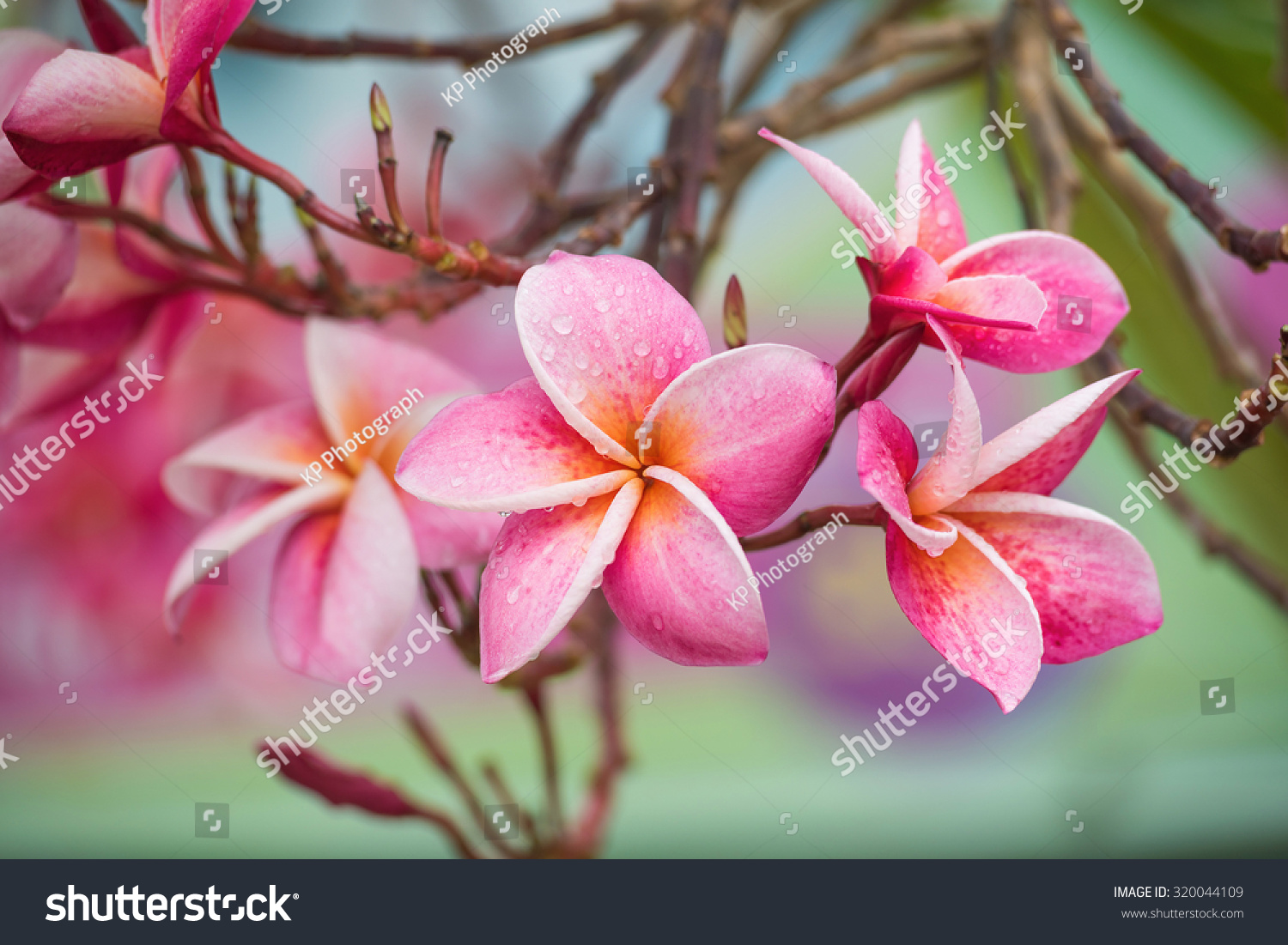 Beautiful flowers Images, Stock Photos & Vectors   Shutterstock