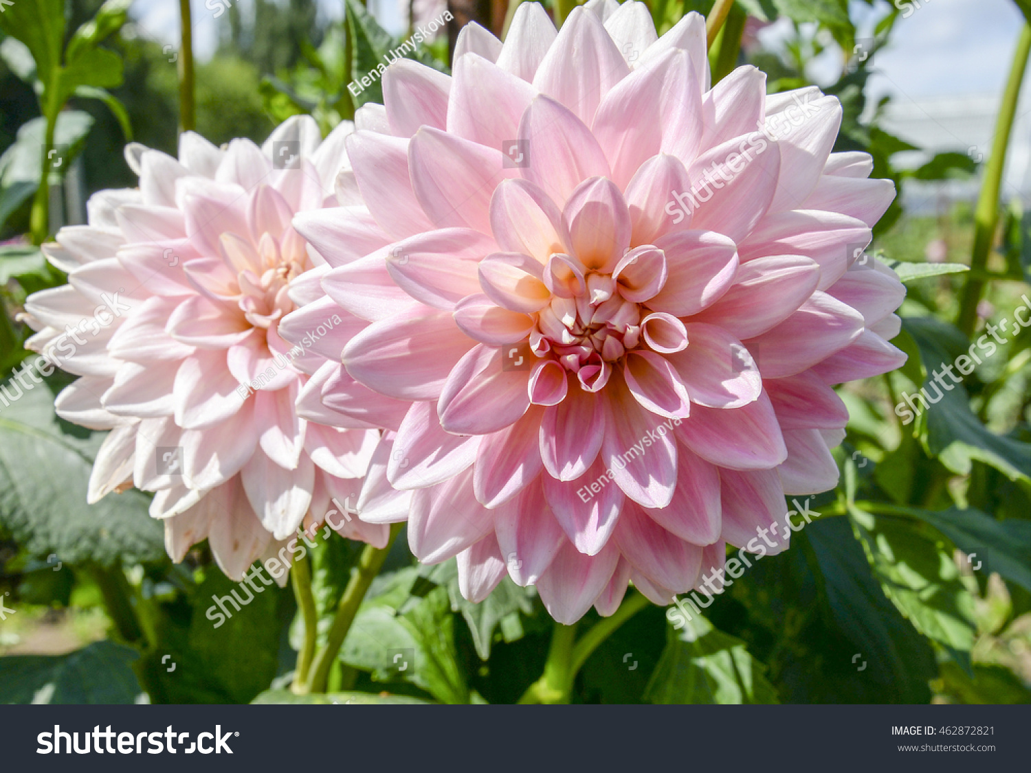 Pink dahlia flowers in garden