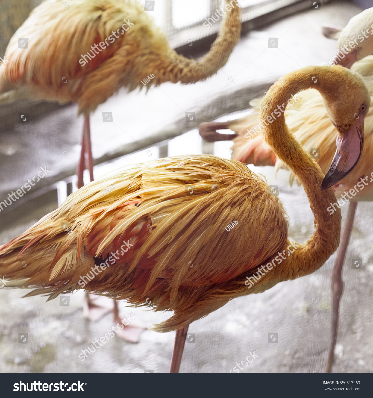Pink Flamingo Front Window Instagram Effect Stock Photo Edit Now