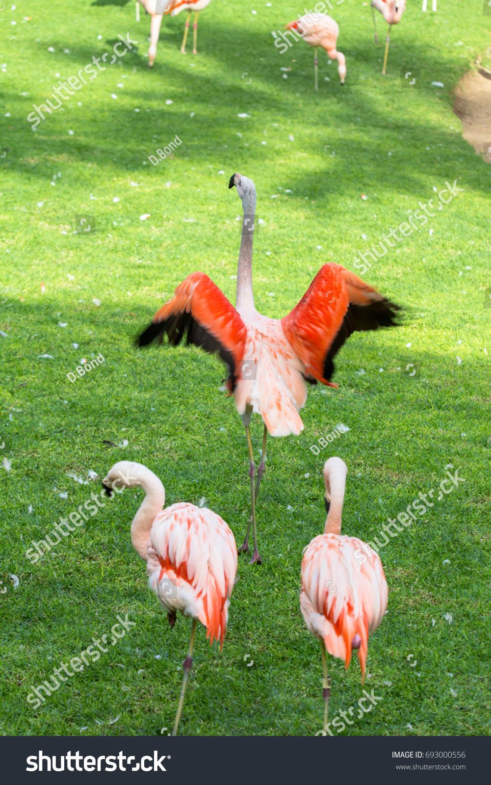 Pink Flamingo Loro Parque Tenerife Stock Photo 693000556 | Shutterstock