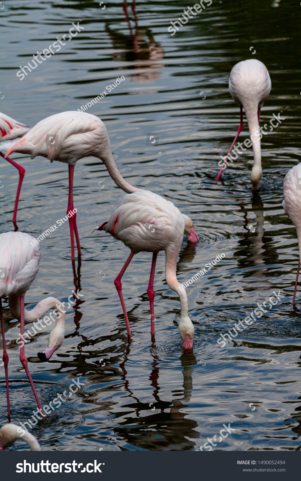 civilisere hit klassekammerat Pink Flamingo Out Six Species Flamingo Stock Photo (Edit Now) 1490052494