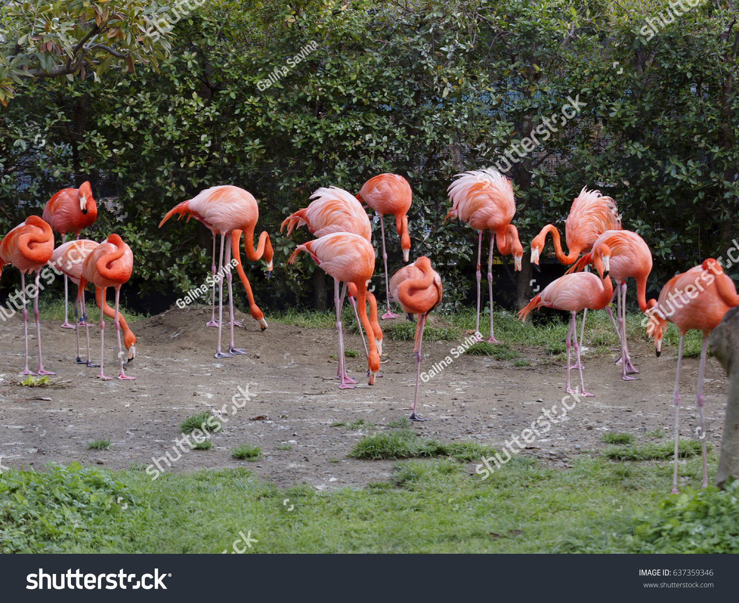 Forløber skepsis erotisk Pink Flamingos According Scientists Pink Flamingo Stock Photo (Edit Now)  637359346