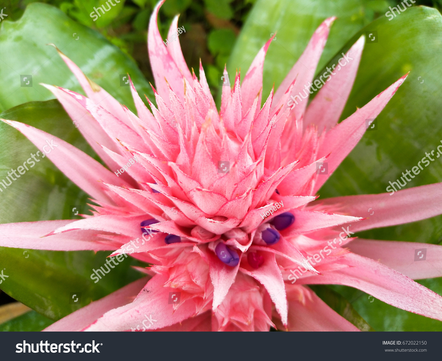 Pink Flower Urn Plant Bromeliad Aechmea Stock Photo Edit Now 672022150