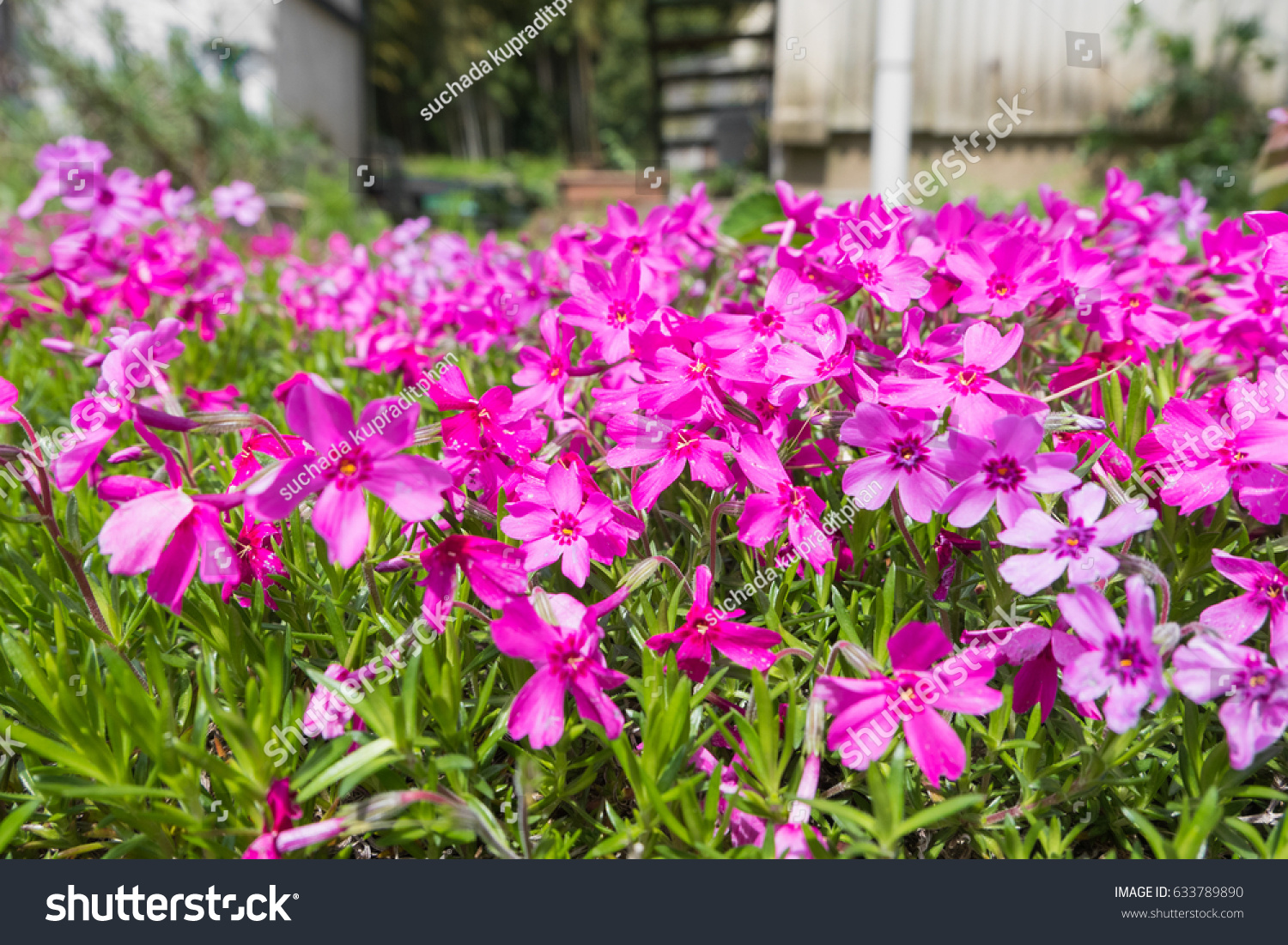Pink Flower Park Backgroundselective Focus Stock Photo 633789890 ... for Flower Park Background
153tgx Pink Flower Park Backgroundselective Focus Stock Photo 633789890 ... for Flower Park Background
153tgx