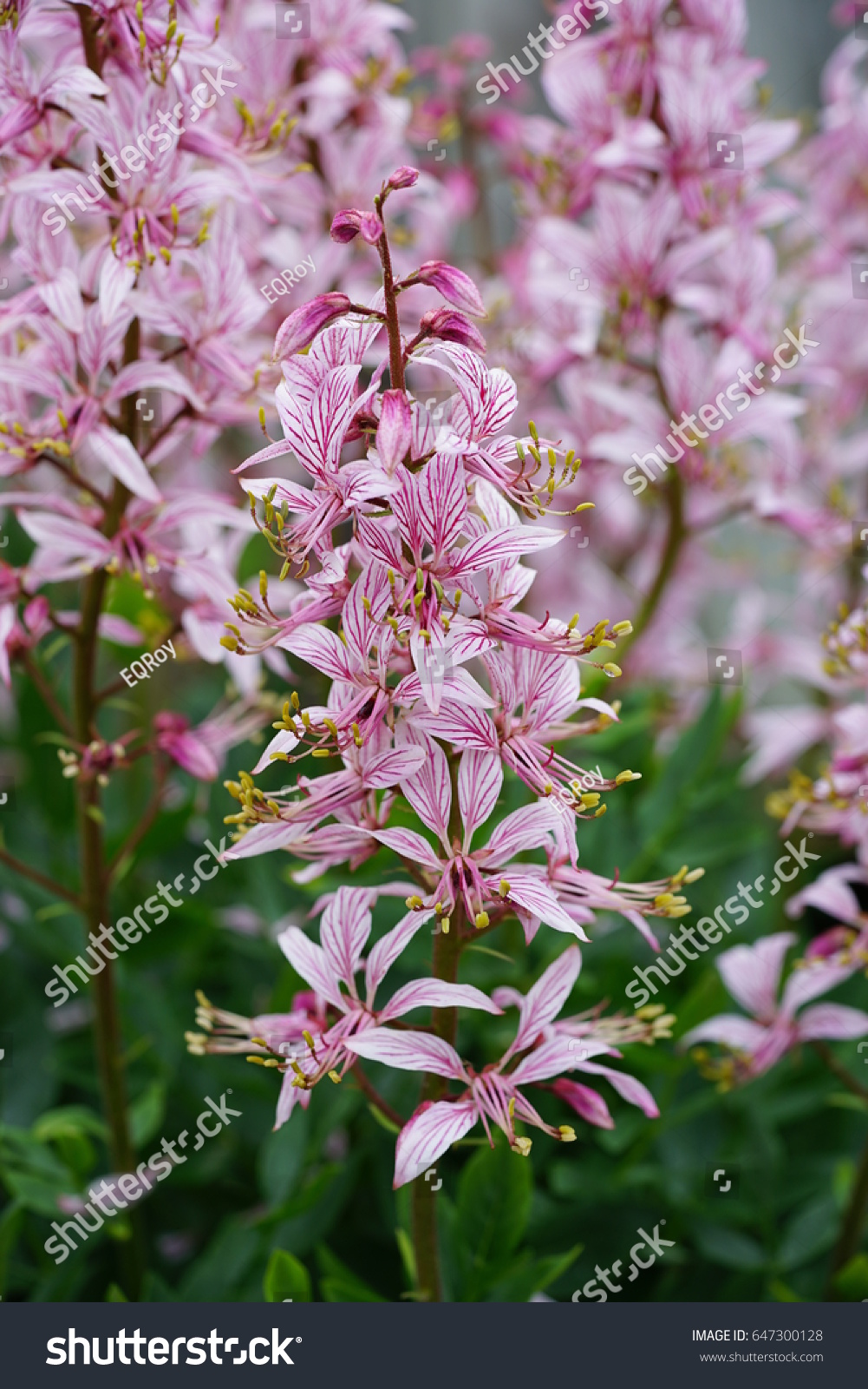 Pink Flower Spikes Dictamnus Gas Plant Nature Stock Image 647300128